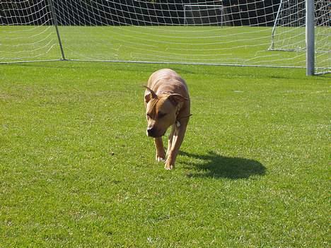 Amerikansk staffordshire terrier Koda - Jeg jogger lige  billede 3
