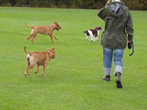 Amerikansk staffordshire terrier Koda - Koda og veninderne Maggie og Meika billede 5