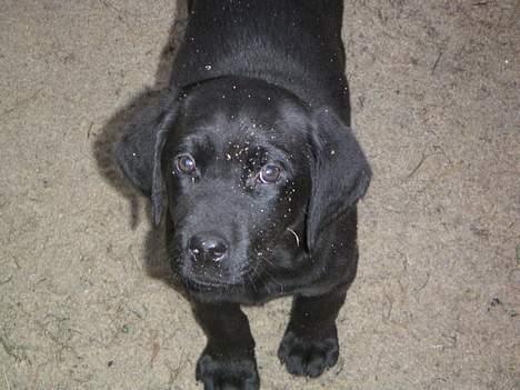 Blanding af racer speedy - er jeg ikke bare dejlig billede 1