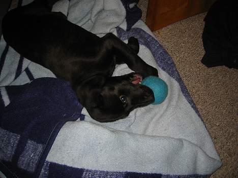 Blanding af racer speedy - jeg har fået nyt legetøj billede 2