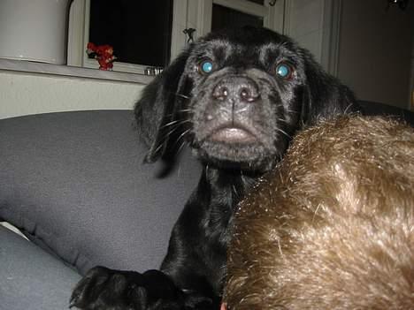 Blanding af racer speedy - mor hvad laver du?? billede 3