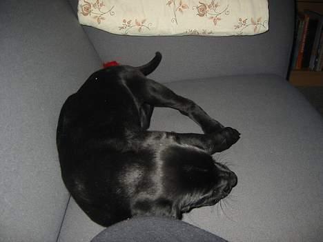 Blanding af racer speedy - ej hvor er jeg træt billede 5