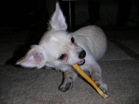 Chihuahua Chico - Ummm...Den smager godt! billede 10