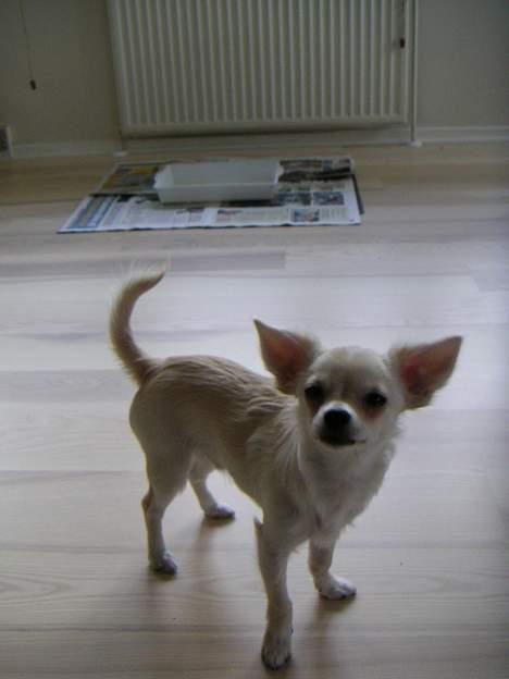 Chihuahua Chico - Hvem sagde Chico...? billede 11