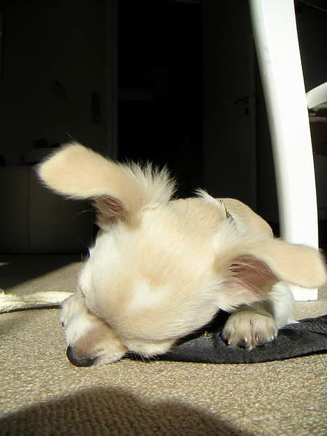 Chihuahua Chico billede 12