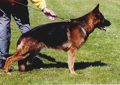 Schæferhund Tyson  - Opstillet billede 4