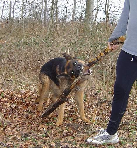 Schæferhund Tyson  billede 5