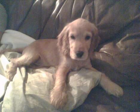 Cocker spaniel *William* Er aflivet !:( billede 4