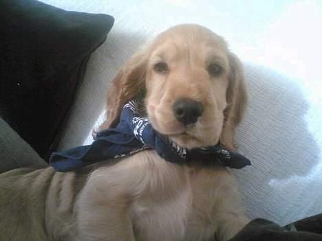 Cocker spaniel *William* Er aflivet !:( billede 5