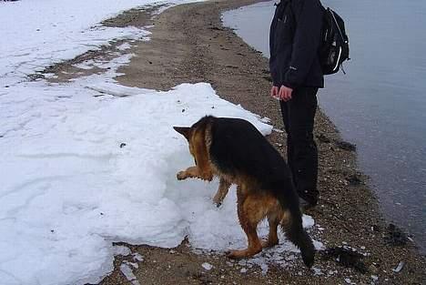 Schæferhund Tyson  billede 6