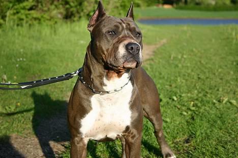 Amerikansk staffordshire terrier Blue R.I.P billede 1