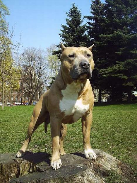 Amerikansk staffordshire terrier Blue R.I.P - Blue´s far billede 2