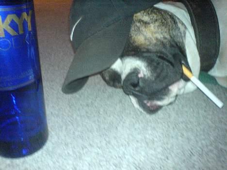 Amerikansk bulldog chang - fed fest chang gid tidligt kold billede 1