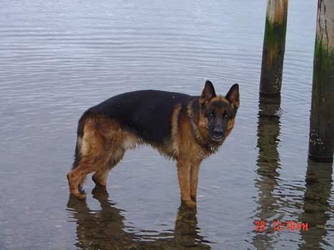 Schæferhund Tyson  billede 7