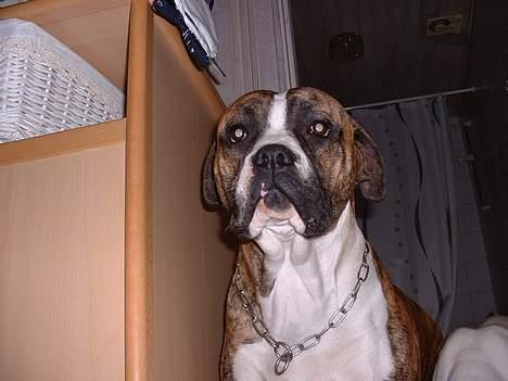 Amerikansk bulldog chang billede 2