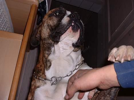 Amerikansk bulldog chang billede 3