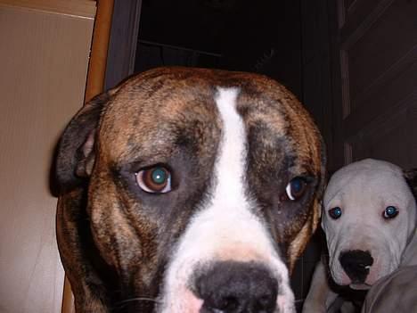 Amerikansk bulldog chang - lillesøster skal lige lure med billede 4