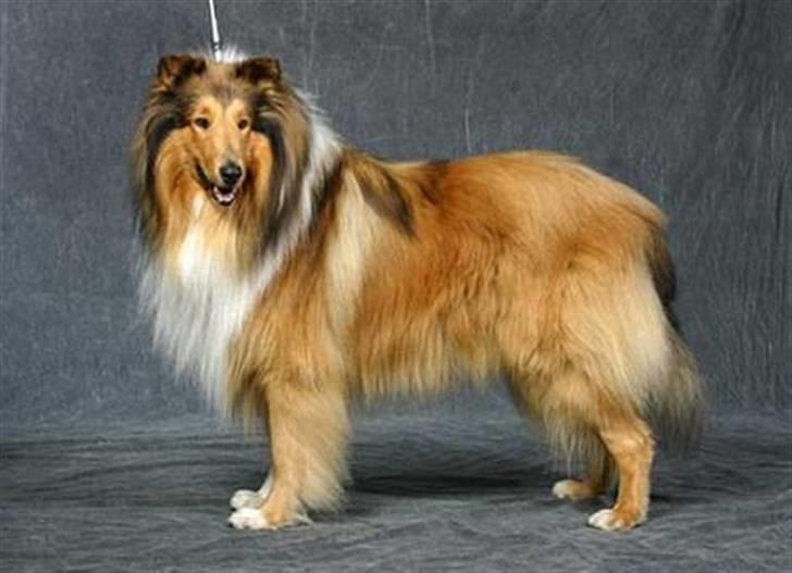 Collie langhåret jackie - jackie 2004 da han fik sit 1 reserve cacib billede 1