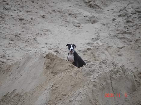 Amerikansk staffordshire terrier Minnie r.i.p. - på tur i grusgraven billede 14