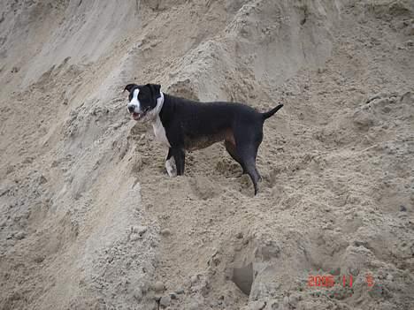 Amerikansk staffordshire terrier Minnie r.i.p. - på tur i grusgraven  billede 16