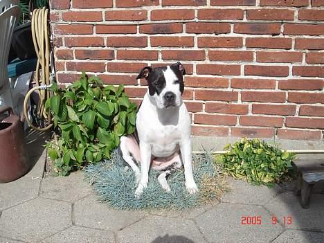 Amerikansk staffordshire terrier Chelsea - Chelsea sidder og hygger i sin ynglings plante her i sommers  billede 6