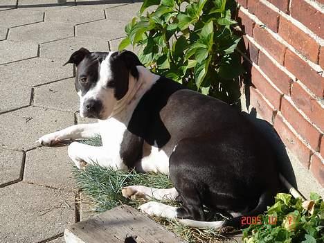 Amerikansk staffordshire terrier Chelsea - slænger sig i ynglingsplanten billede 7