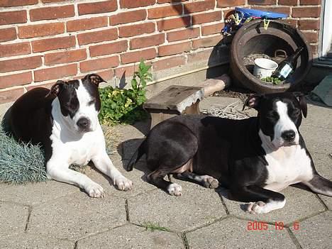 Amerikansk staffordshire terrier Chelsea - ligger og tager sol billede 8