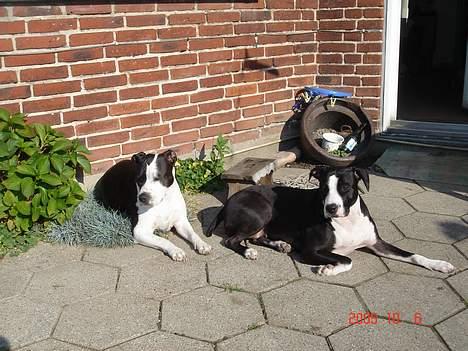 Amerikansk staffordshire terrier Minnie r.i.p. - tager sol i haven billede 18