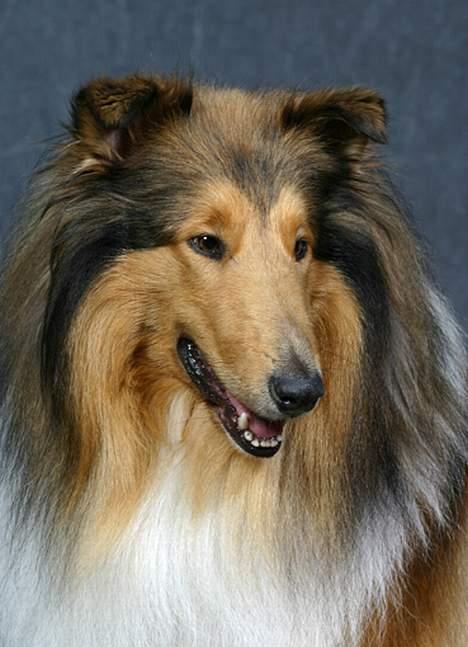 Collie langhåret jackie billede 3