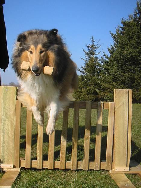 Collie langhåret Vicky - træning d. 28 marts 07 billede 1
