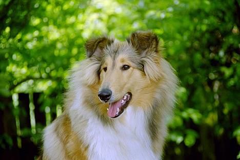 Collie langhåret Vicky - 6 måneder billede 2
