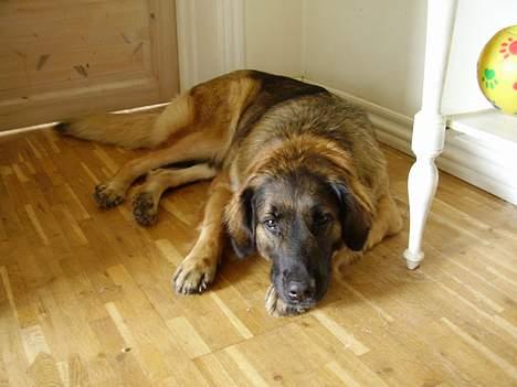 Blanding af racer Bella Mumbassa Uhaha - Hej! Jeg hedder Bella og ligger lige og får noget skønhedssøvn, så gå lige væk med det der kamera... billede 1