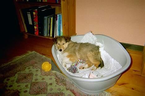 Collie langhåret Vicky - næsten lige flyttet hjem billede 3