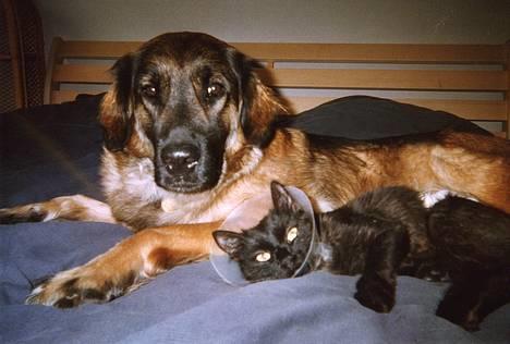 Blanding af racer Bella Mumbassa Uhaha - Vores kat Findus er lige blevet stereliseret. Bella ligger og passer på hende. billede 2