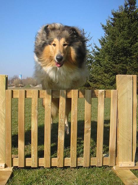 Collie langhåret Vicky - træning d. 28 marts 07 billede 4