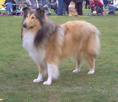 Collie langhåret Vicky - Udstilling i ballerup 05 billede 5