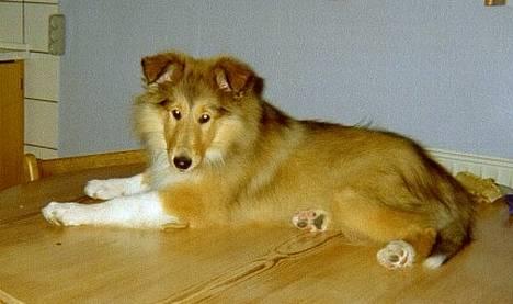 Collie langhåret Vicky - bordtræning som hvalp *SS* billede 6