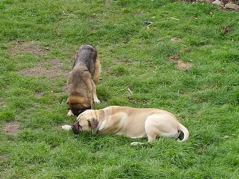 Blanding af racer Bella Mumbassa Uhaha - Vi har lige fundet noget spændende, nøøøj... billede 3