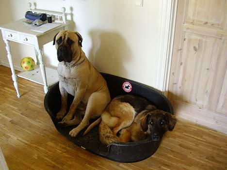 Blanding af racer Bella Mumbassa Uhaha - Vi er lige blevet sendt i kurven mig og Zuco, men det var ikke min skyld! billede 4