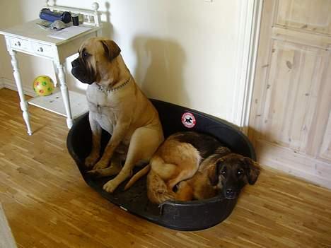 Blanding af racer Bella Mumbassa Uhaha - Uha, du skulle skamme dig Zuco. Tihi. billede 5