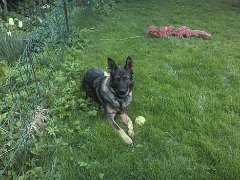 Schæferhund Viki (Bayogi Vefa) - Skal vi lege? billede 1