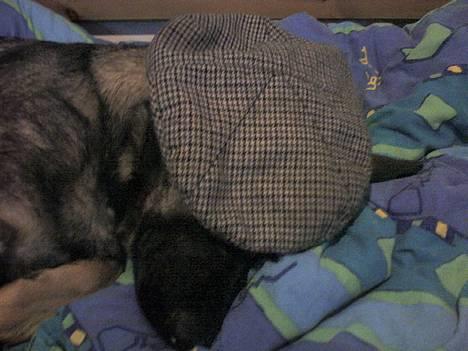 Schæferhund Viki (Bayogi Vefa) - Utroligt hvad man skal finde sig i! billede 2