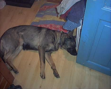 Schæferhund Viki (Bayogi Vefa) - Jo jeg kan godt blive træt! billede 3