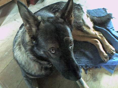 Schæferhund Viki (Bayogi Vefa) - Det var ikke mig! billede 4