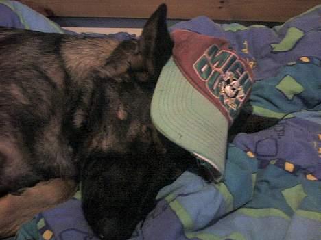 Schæferhund Viki (Bayogi Vefa) - nu igen! billede 5