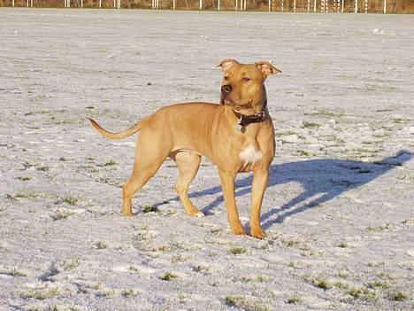 Amerikansk staffordshire terrier Koda - Koda posére som snedronning... billede 7