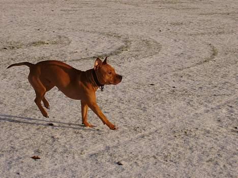 Amerikansk staffordshire terrier Koda - hop! :D billede 8