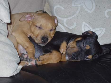 Amerikansk staffordshire terrier Koda - Koda og hendes dejlige bror koma... begge meget unge på daværende tidspunkt (: billede 9