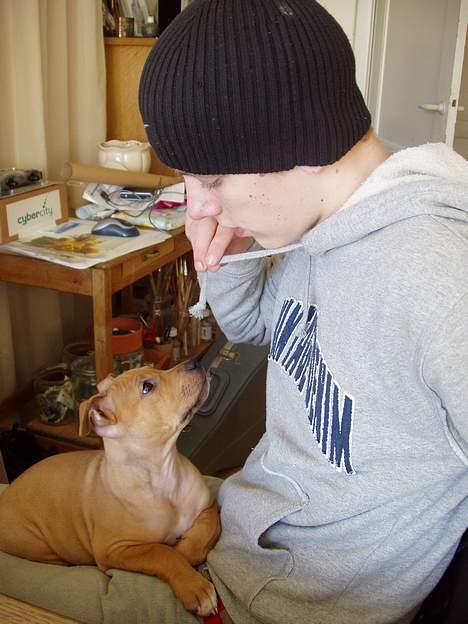 Amerikansk staffordshire terrier Koda - snoren er fin,.. ja den er så... billede 10