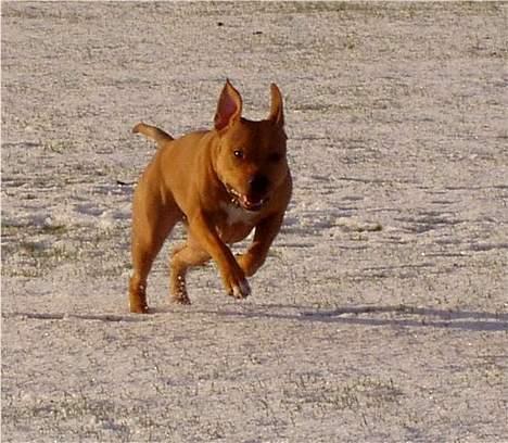Amerikansk staffordshire terrier Koda - LØØØØØØØØØØØØB!!!!!!!!!!! billede 11